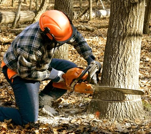 Tree Removal in Ludlow, MA